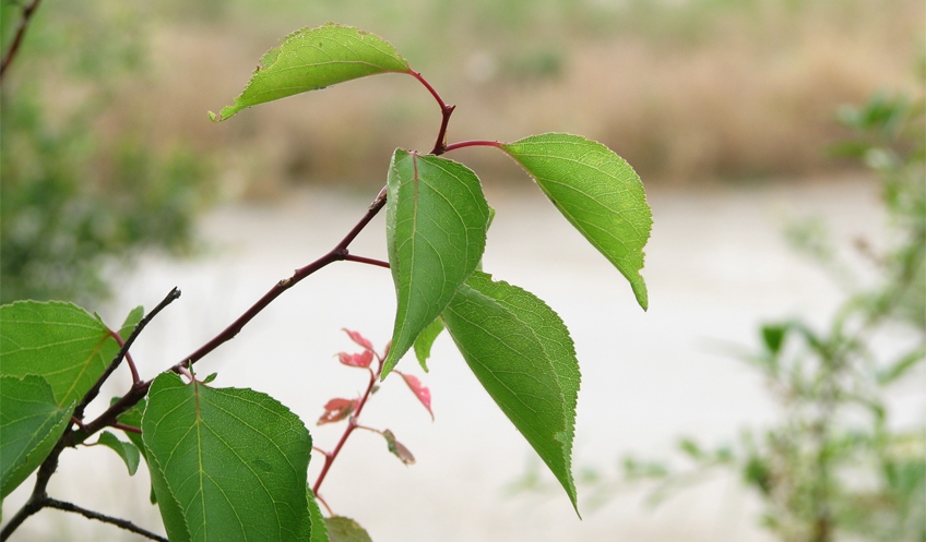 Пробное изображение